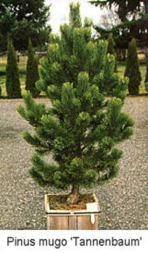 #6 pine tannenbaum