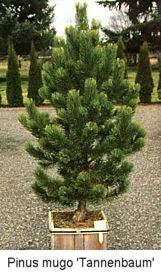 #6 pine tannenbaum